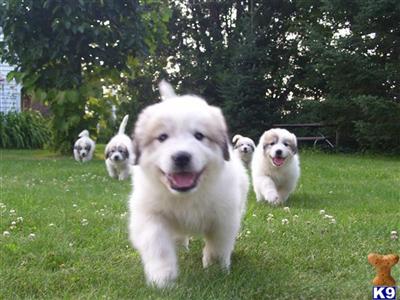 Great Pyrenees Puppies for Sale